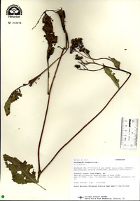 Parthenium integrifolium image