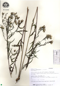 Brickellia eupatorioides var. eupatorioides image