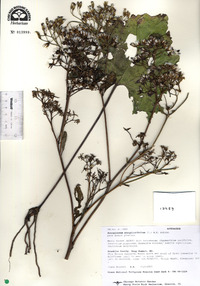 Arnoglossum atriplicifolium image