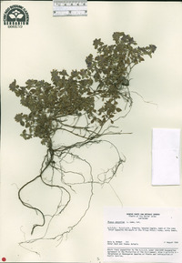 Thymus serpyllum image