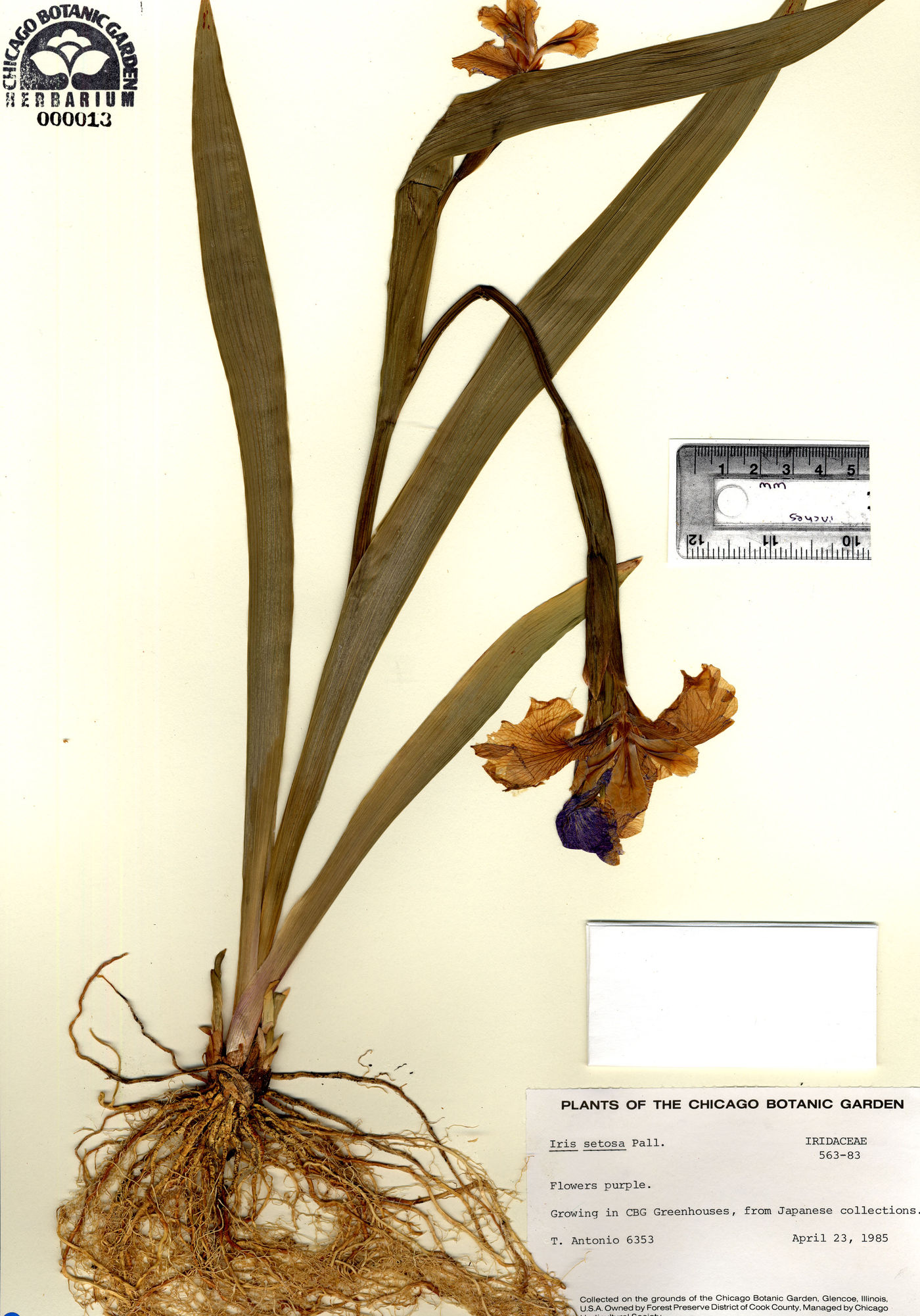 Iris setosa image