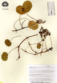 Hydrocotyle bonariensis image