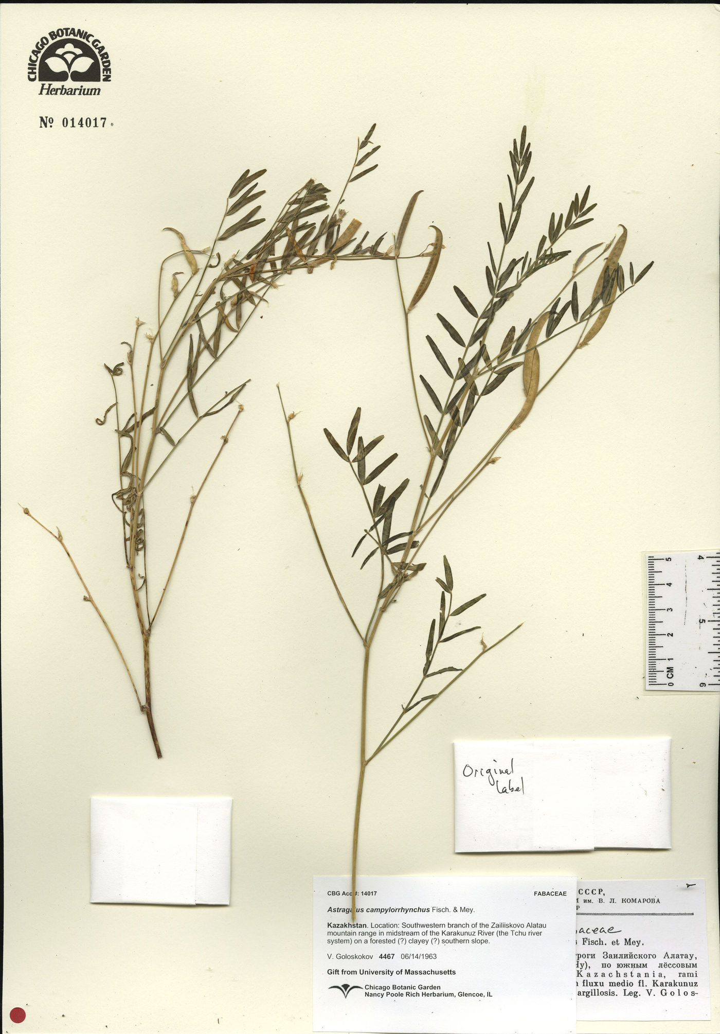 Astragalus campylorrhynchus image