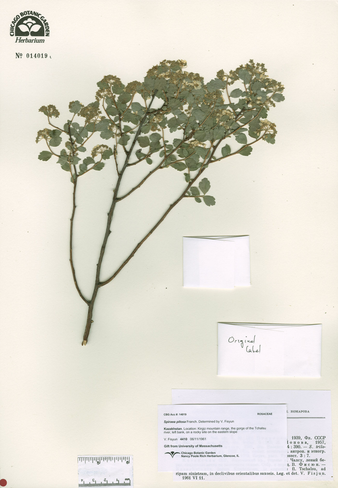 Spiraea pilosa image