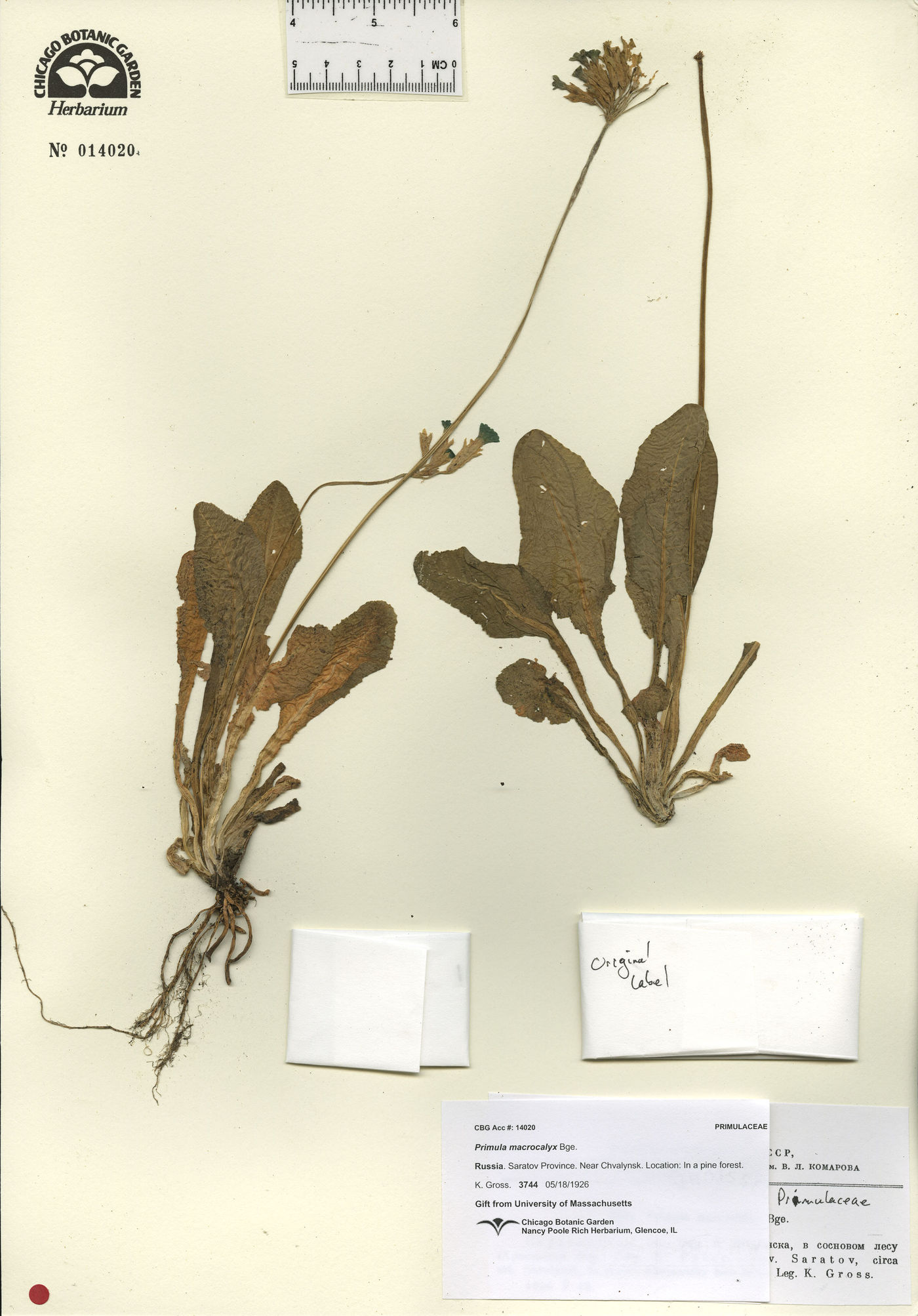 Primula veris subsp. macrocalyx image