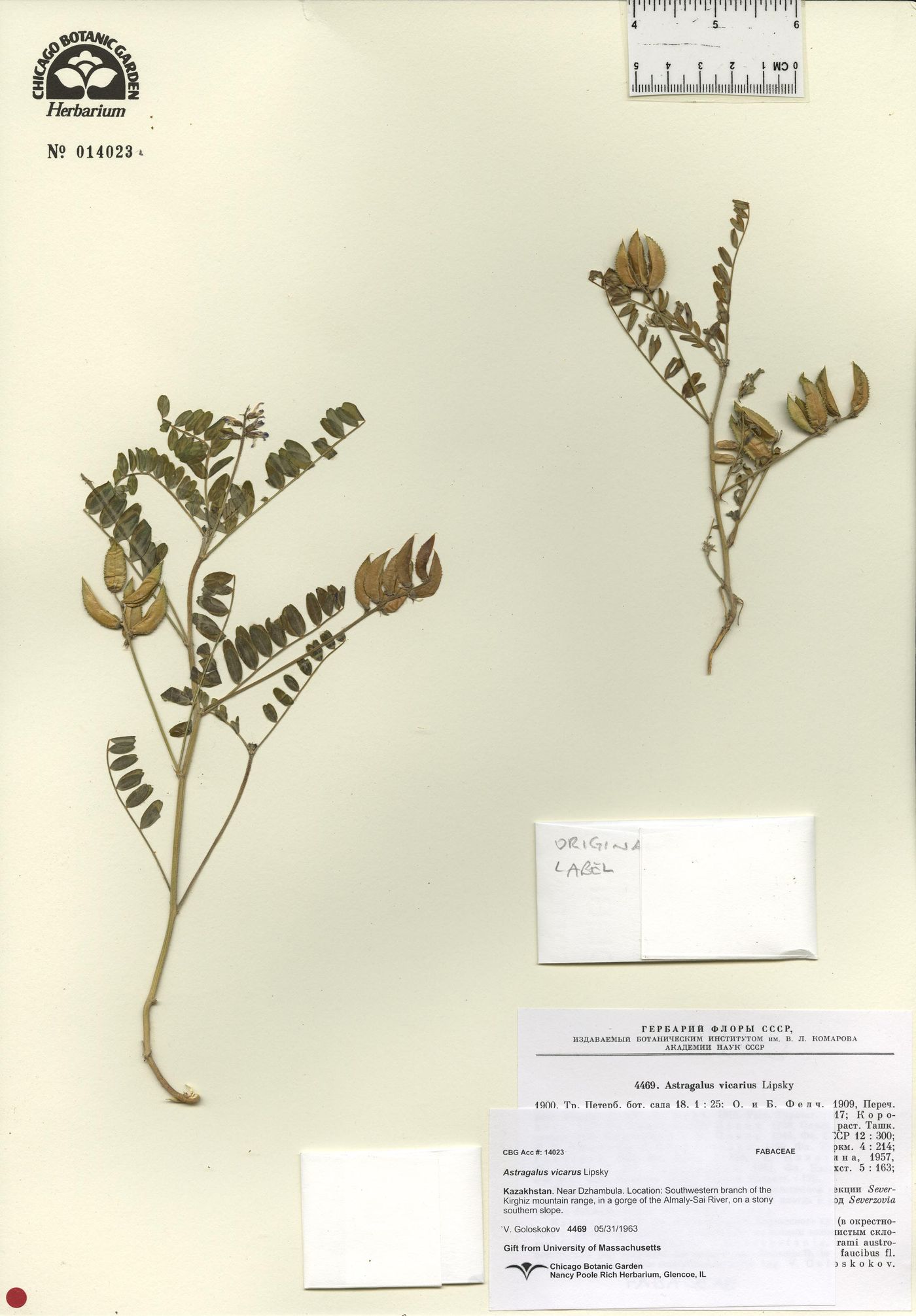 Astragalus vicarius image