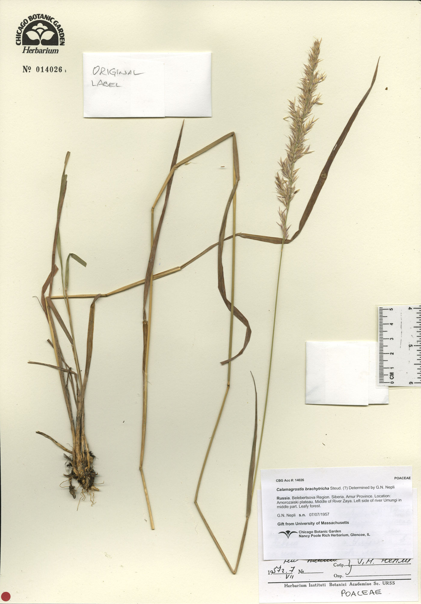 Calamagrostis brachytricha image