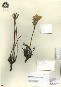 Pulsatilla patens image