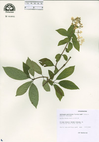 Image of Abelia macrotera