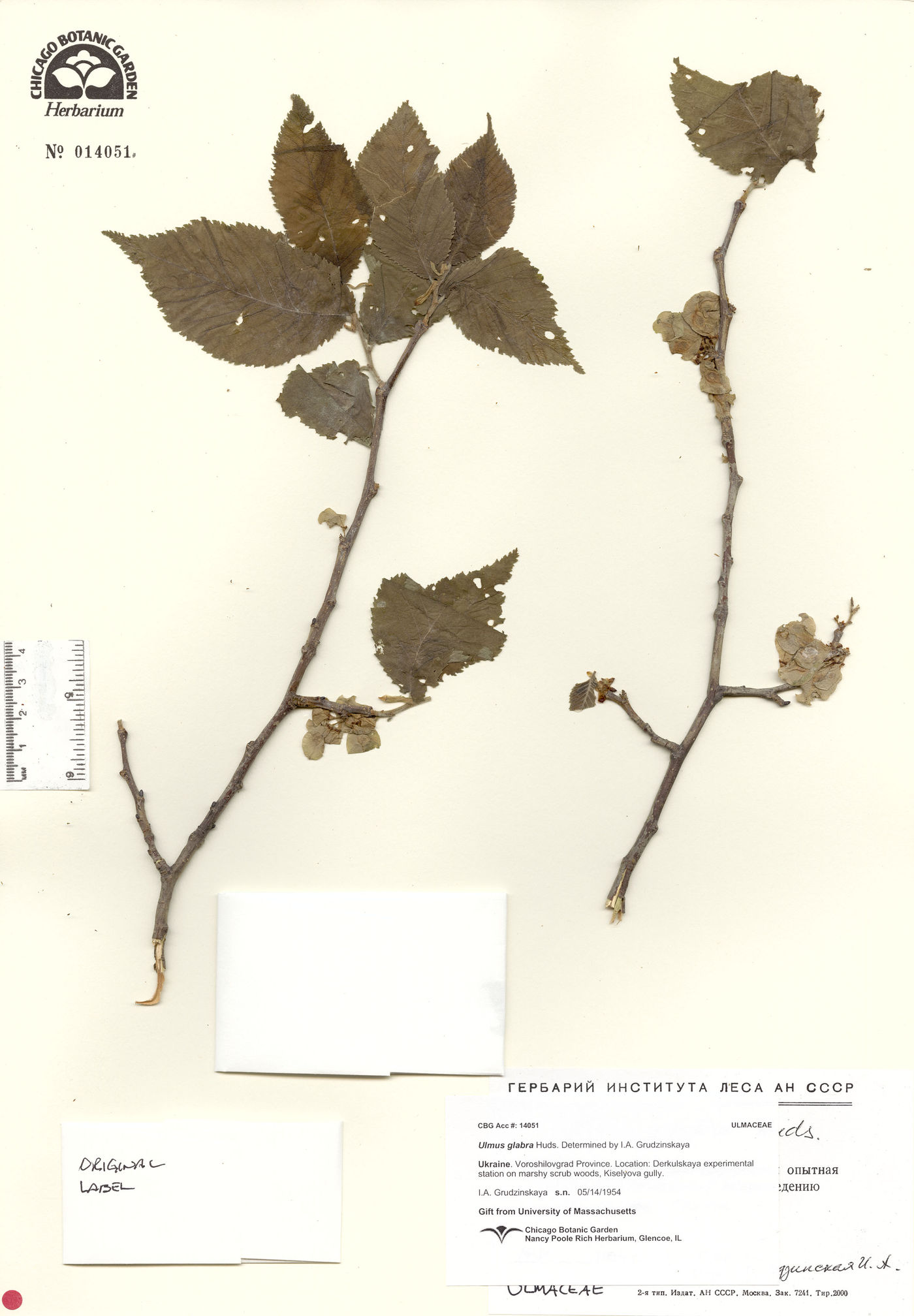 Ulmus glabra image