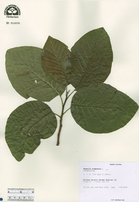 Magnolia acuminata image