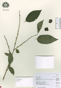 Diospyros lotus image