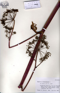 Angelica atropurpurea image