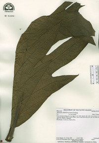 Artocarpus altilis image