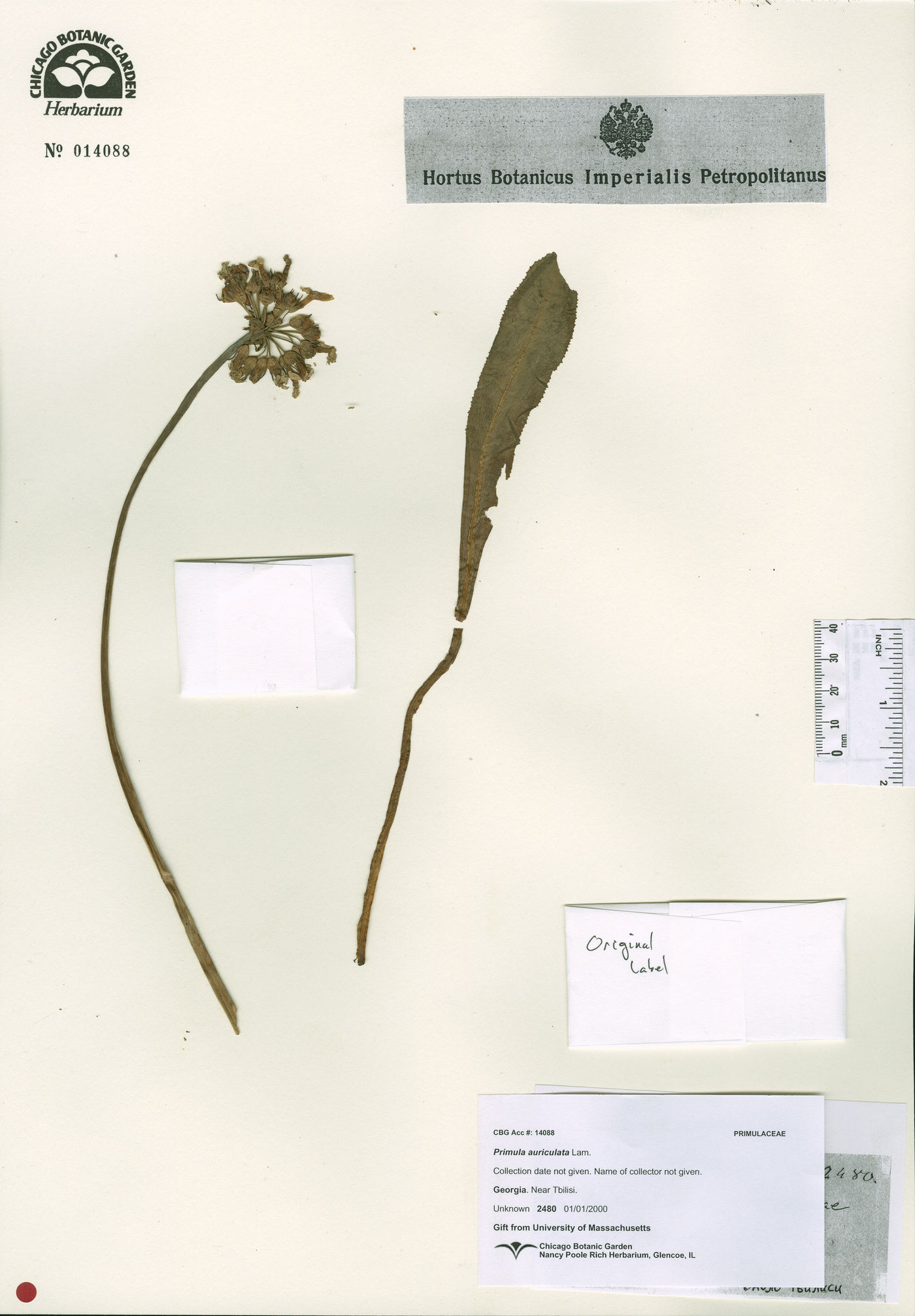Primula auriculata image