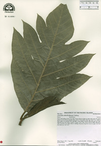 Artocarpus altilis image