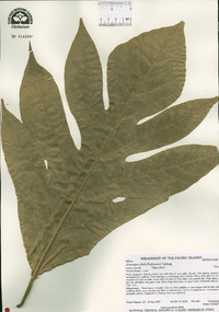 Artocarpus altilis image