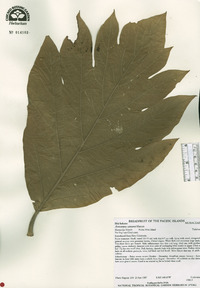 Image of Artocarpus camansi