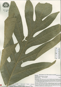 Artocarpus altilis image