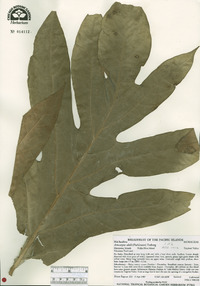 Artocarpus altilis image