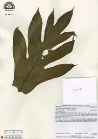 Artocarpus altilis image