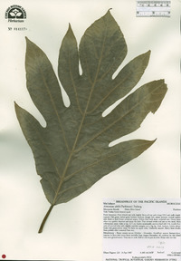 Artocarpus altilis image