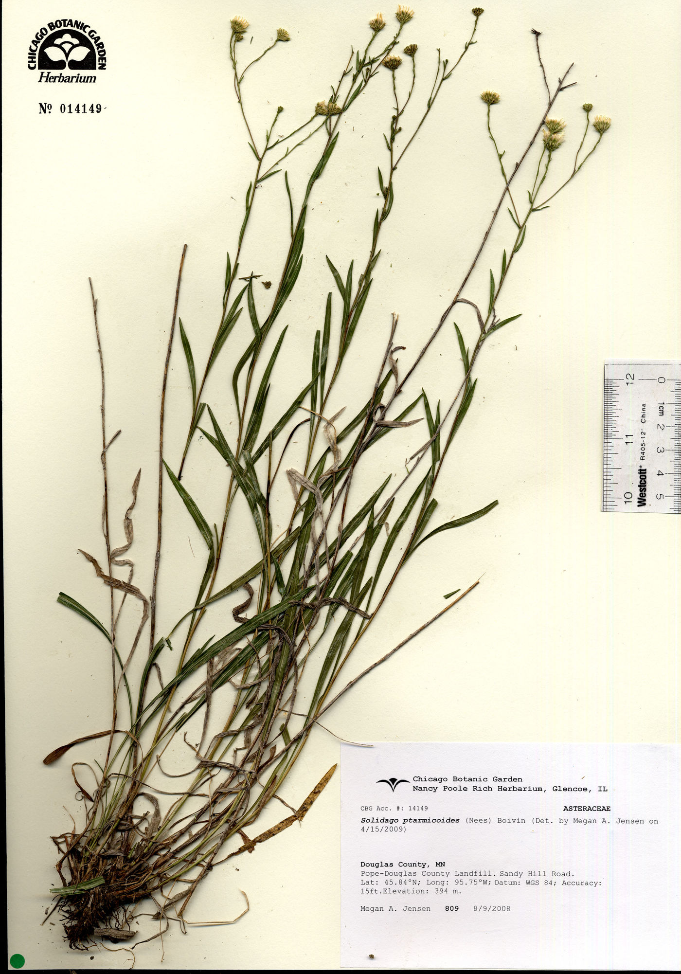 Solidago ptarmicoides image