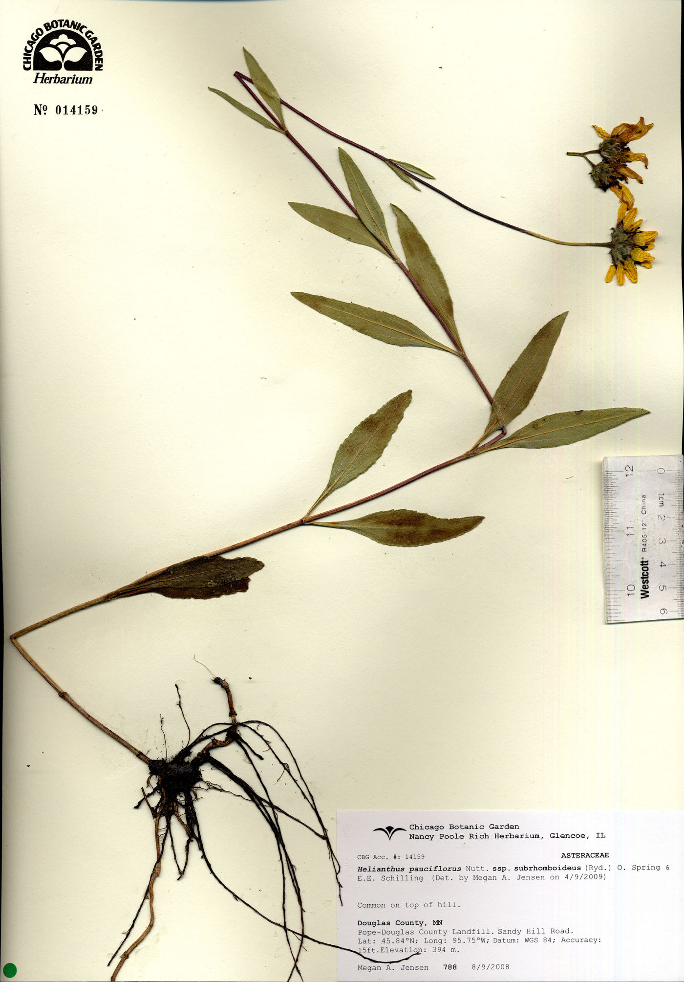 Helianthus pauciflorus subsp. subrhomboideus image