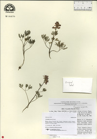 Image of Corydalis buschii