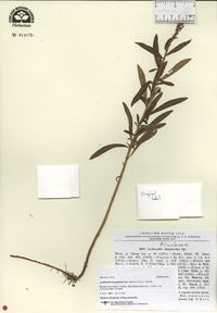 Lysimachia barystachys image