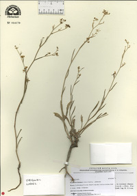 Bupleurum falcatum image