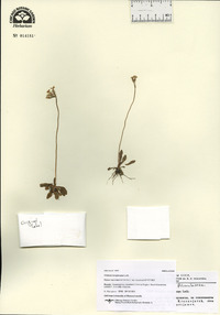 Primula longiscapa image