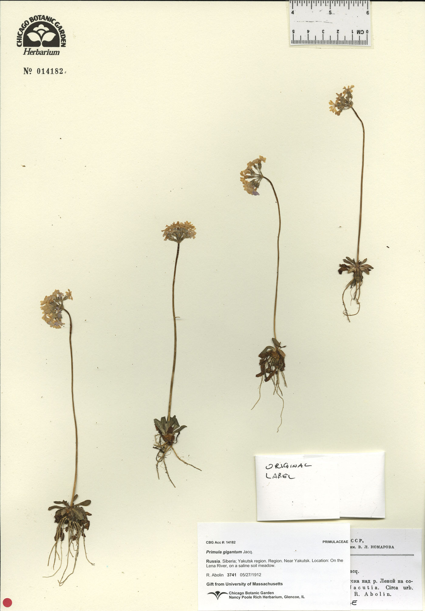 Primula farinosa var. denudata image