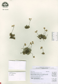 Androsace villosa var. incana image