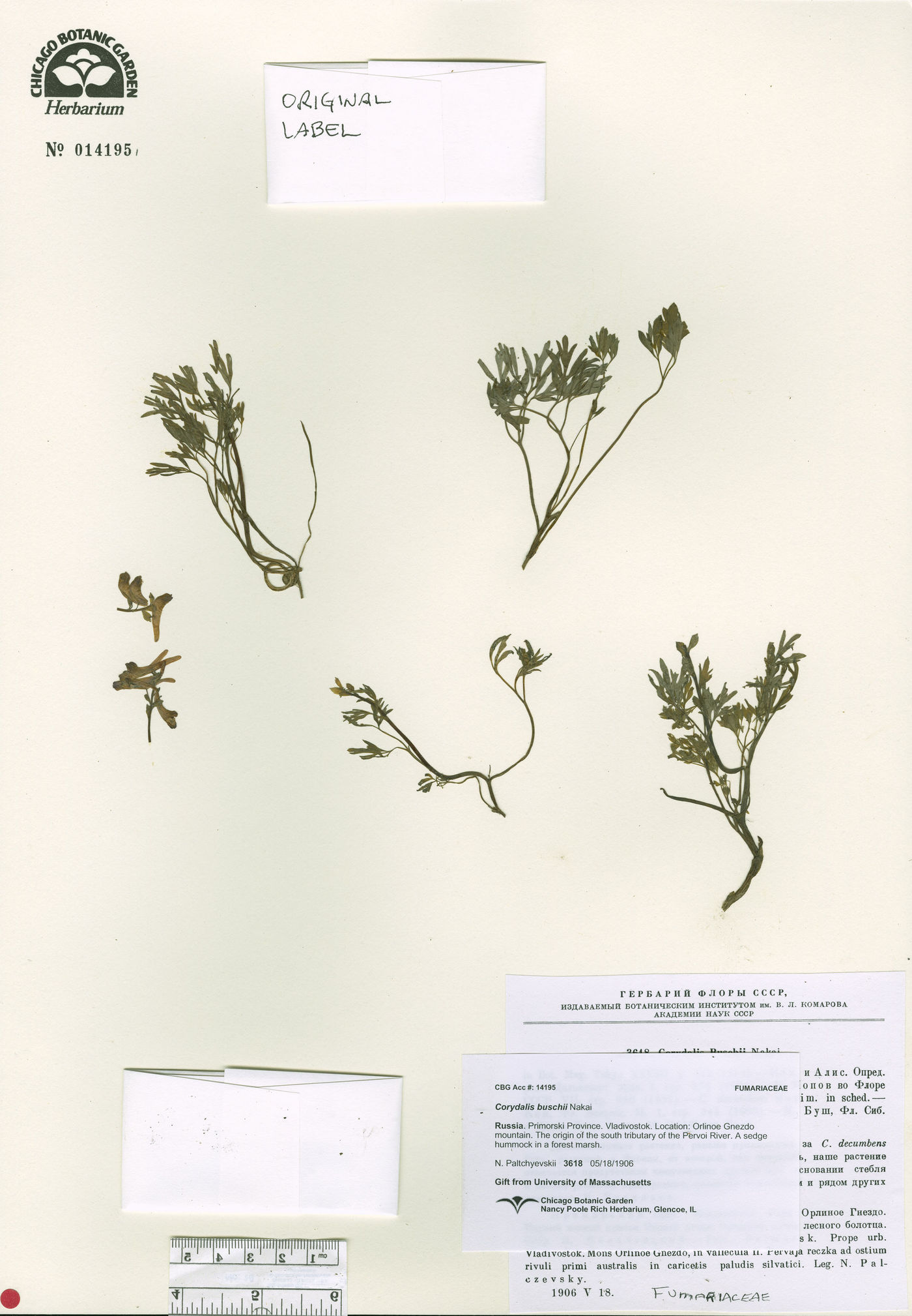 Corydalis buschii image