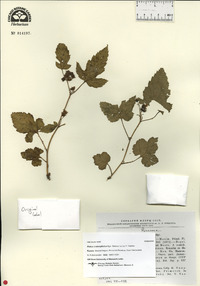 Rubus crataegifolius image