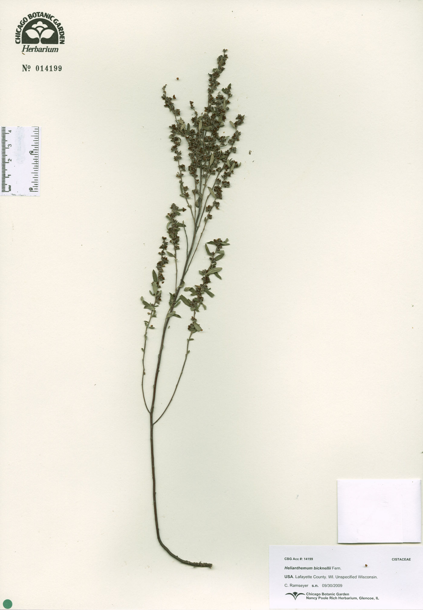 Helianthemum bicknellii image