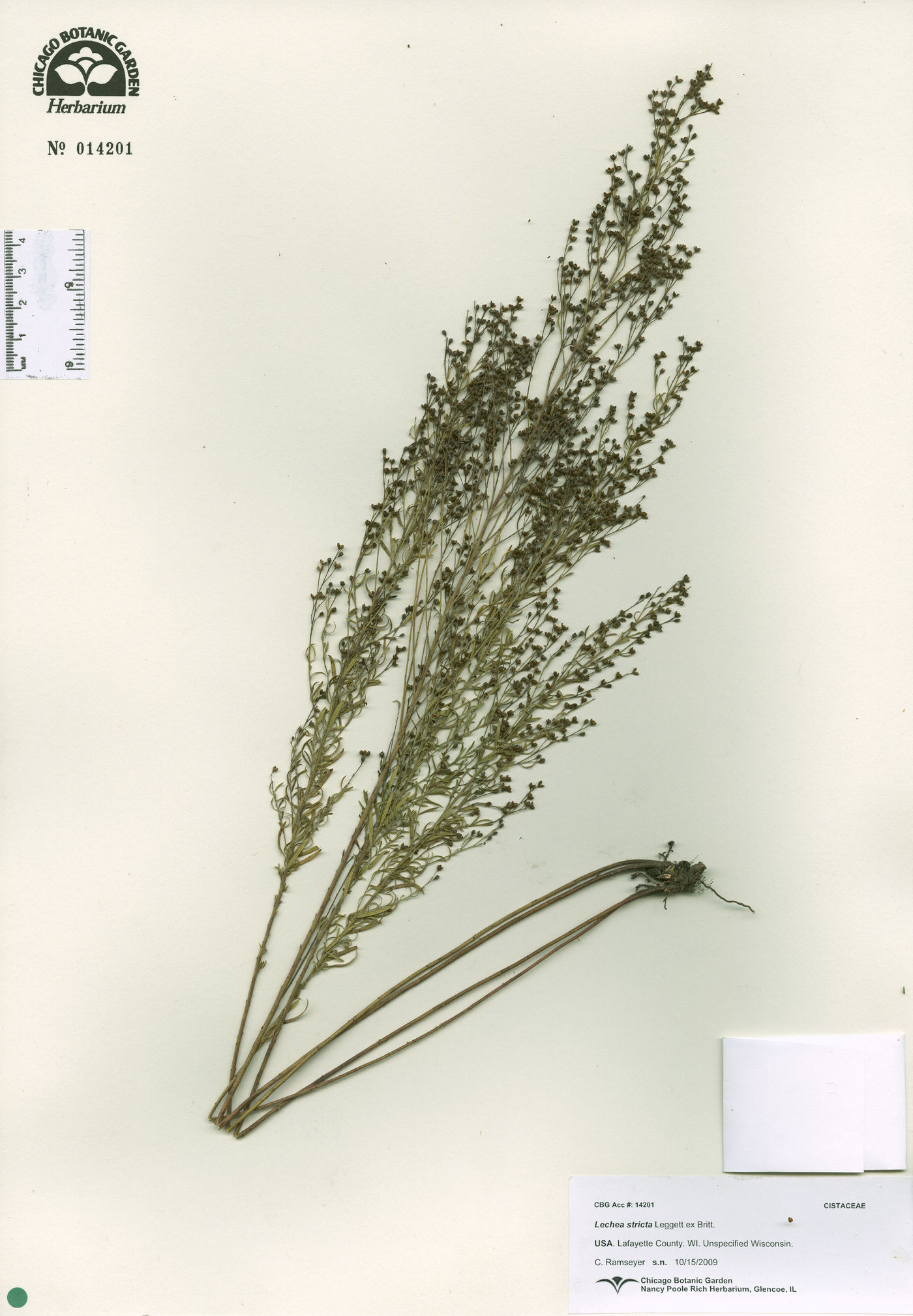 Lechea stricta image