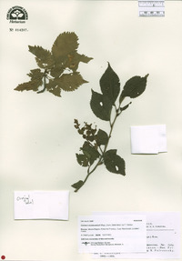 Prunus maximowiczii image