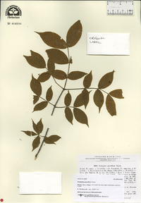 Euonymus verrucosus image