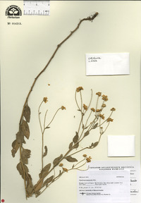 Tanacetum balsamitoides image