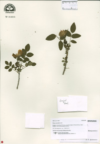 Rosa acicularis image