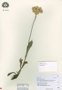 Scabiosa caucasica image