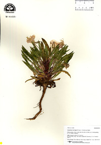 Oenothera harringtonii image