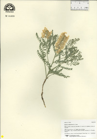 Sophora nuttalliana image