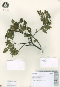 Rosa pimpinellifolia image