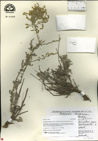 Image of Artemisia lercheana