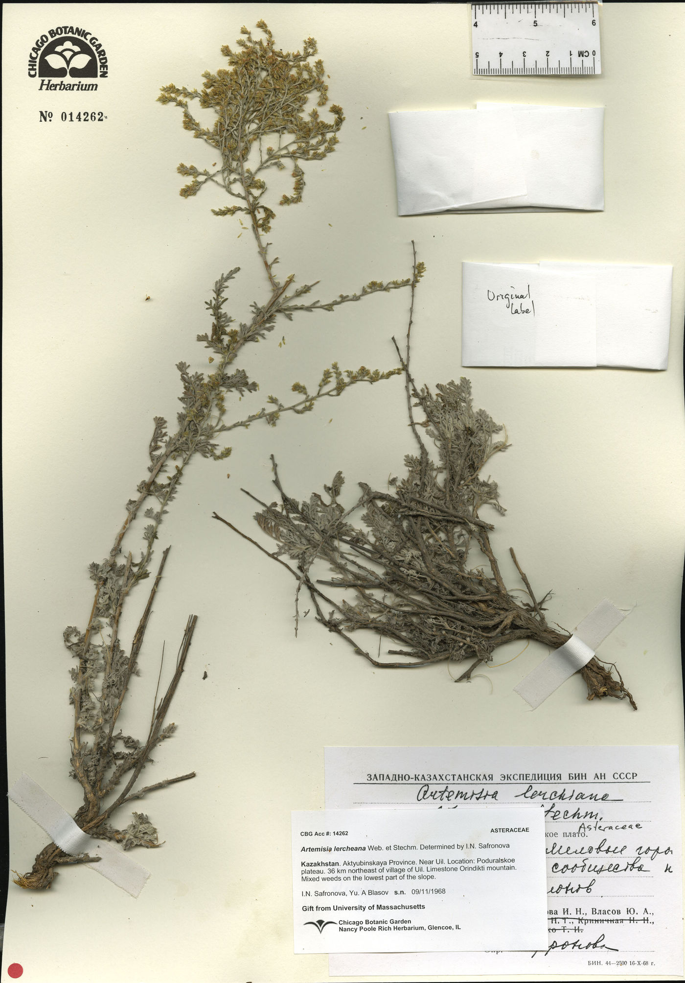 Artemisia lercheana image