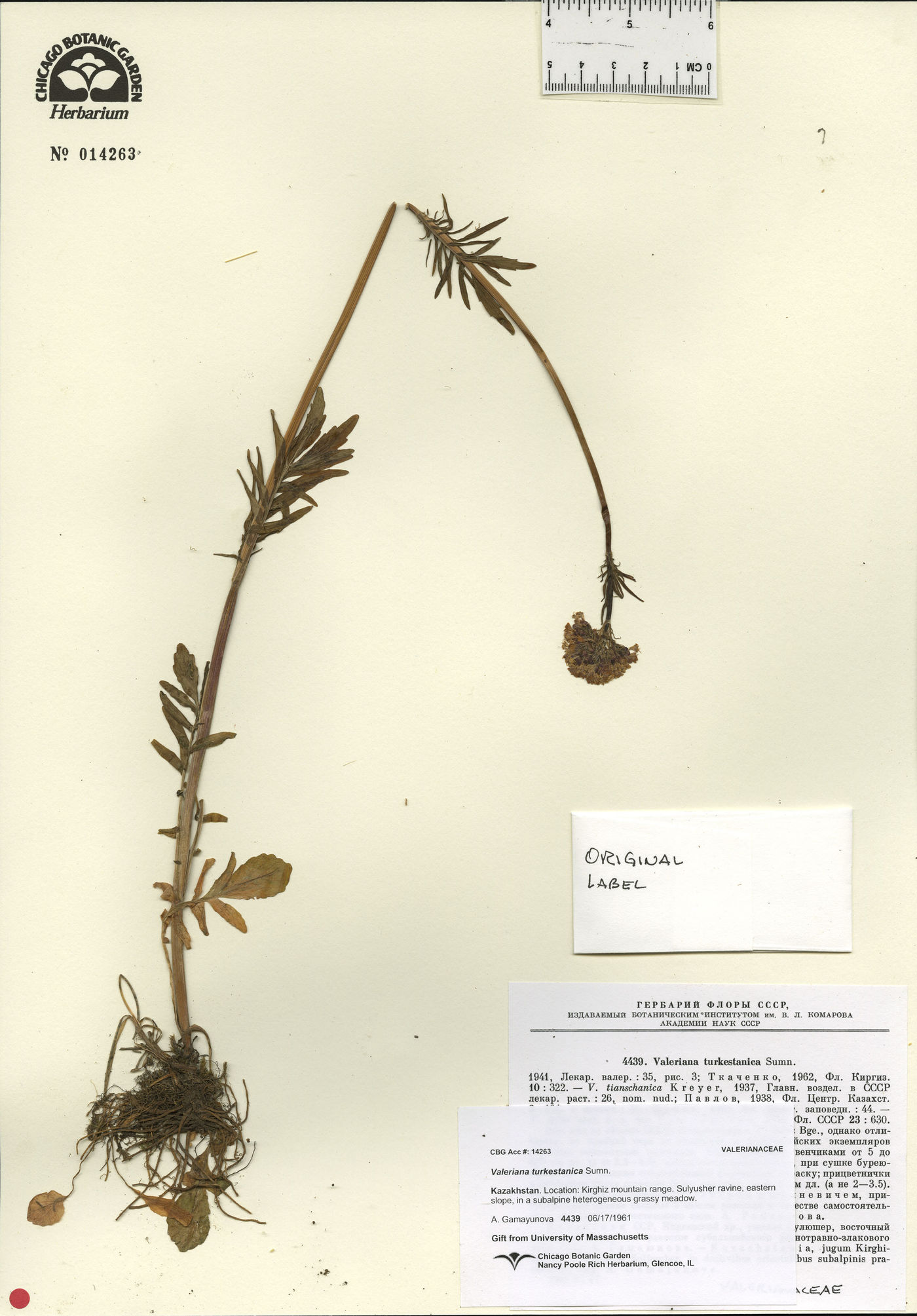 Valeriana turkestanica image