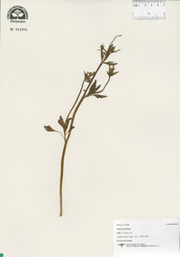 Alisma plantago image